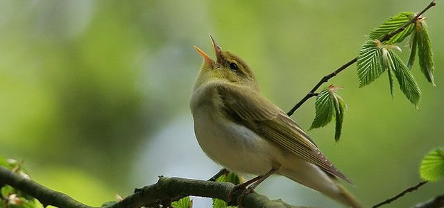 El canto de los pájaros